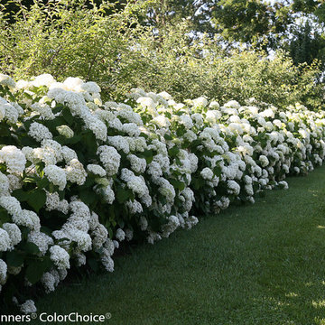 Incrediball® Smooth Hydrangea