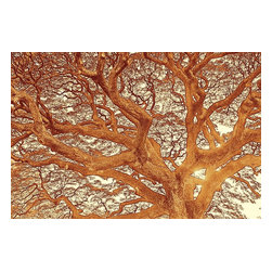 Douglas Page Photographic Arts - Monkeypod Design, Canvas Giclee, 36"x24" - Prints And Posters