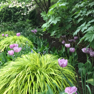A glade of flowers replaces a Cambridge front lawn