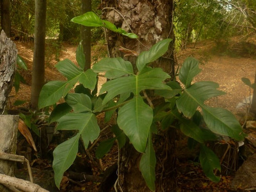 Philodendron Pedatum Flowering