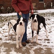 Allison Dickson's photo