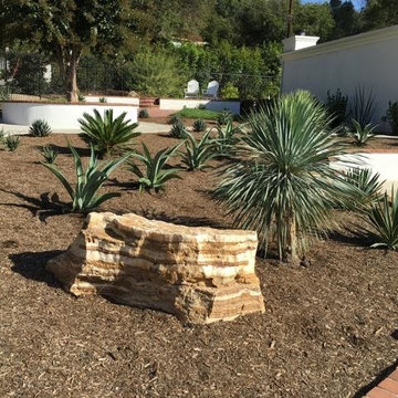 Succulent Excitement