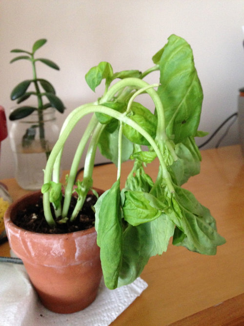 Why is my basil wilted?