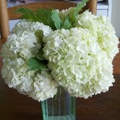Mary Edwards's photo