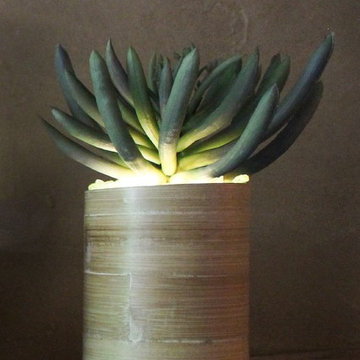 Lumiere - Illuminated Succulents, Aeonium in Natural Bamboo