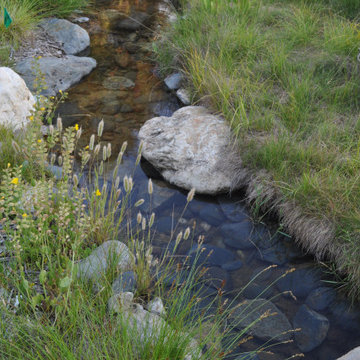 Meadow Stream