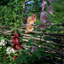 Fences And Garden Gates