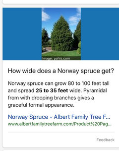 Columnar Norway Spruce