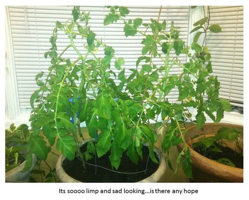 My indoor tomato plant is wilting My indoor tomato plant is wilting