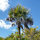 palmtreenut