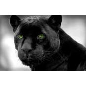 Carlos Enrique Ramirez's photo