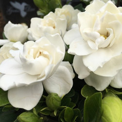 Crown Jewel Gardenia - Products