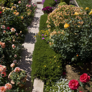 Roses And Catmint | Houzz