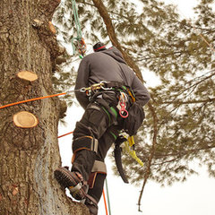 All Around Tree Care