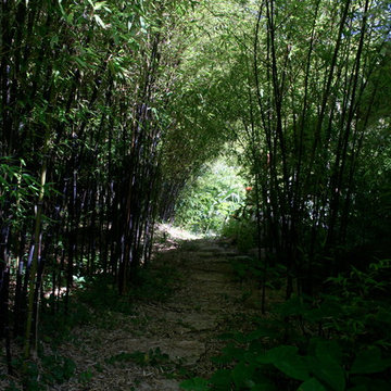 Buena Vista