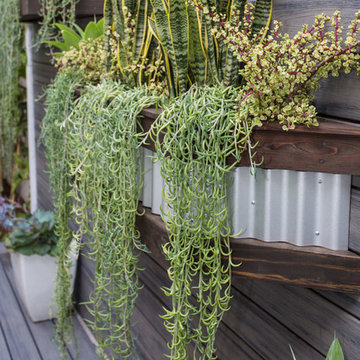 Side Yard Maximized