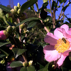 Current Featured Plants - Products