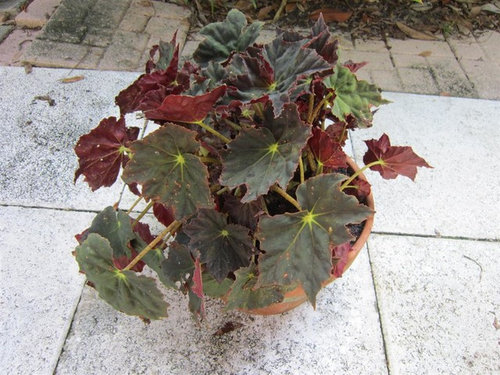 What are the Names of these Three Rhizomatous Begonias?