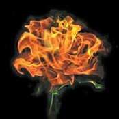 Julie Nalin Bray's photo