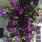 Beverly Nobis's photo