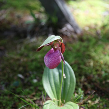 Woodland Garden
