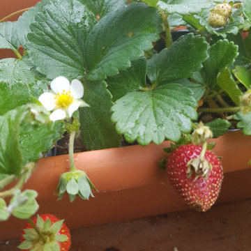 BALCONY GARDEN - an Edible and Ornamental Garden in the Sky