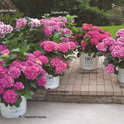 Cityline&reg; Bigleaf Hydrangea - Plants