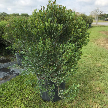 Locust Berry - 7 Gallons