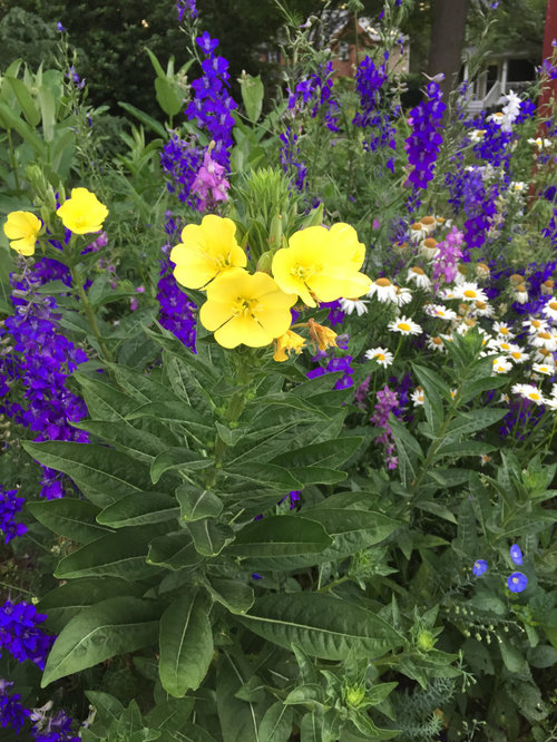 Please name these pretty plants (Northern Virginia USA)