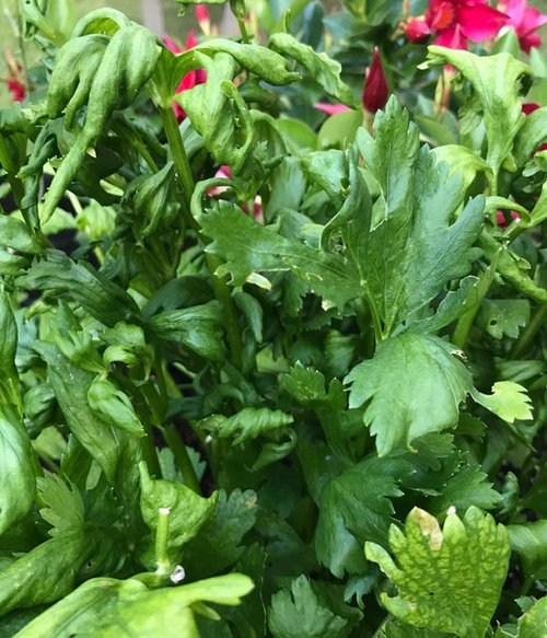 My celery leaves are curled don't know what is causing this