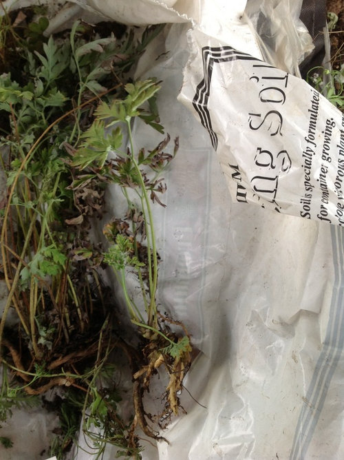 Craigslist freebie....Plant 2