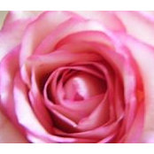 Sharon Hahns foto