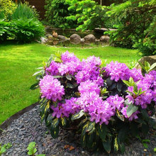 Rododendri