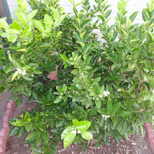 July 2017 Tree Pics