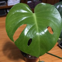 standleyana monstera Monstera standleyana Variegata main image 1
