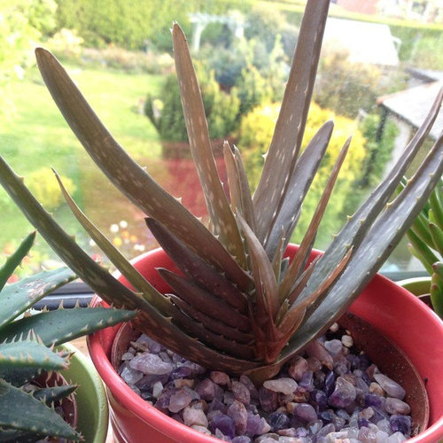 Re-potted Aloe Vera turning brown - Ideas of cause?