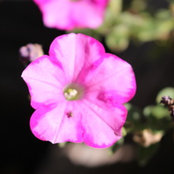 Melissa K's photo