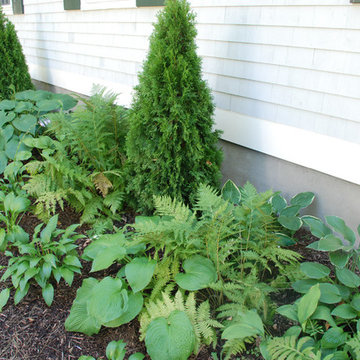Ferns, Hosta and Arborvitae Garden