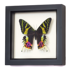 Bug Under Glass - Madagascan Sunset Moth Real Framed Moth - Decorative Objects And Figurines