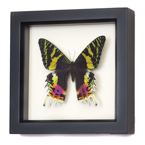 Purple Mountain Swallowtail Framed Butterfly Contemporary