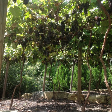 Backyard Vineyard
