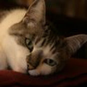 Candice Miller's photo