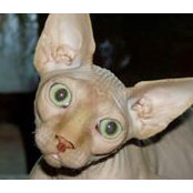Photo de Nancy Sphynx