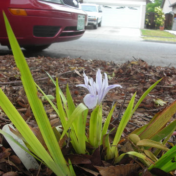 California Native Plants