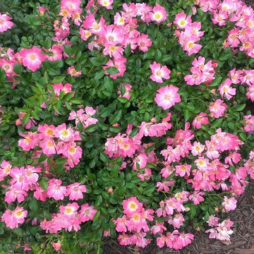 Floral Expressions For Wallpaper