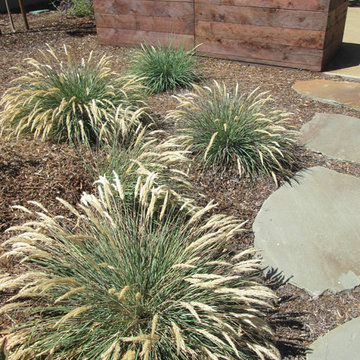 Shank Residence Front Yard - Almaden - San Jose, California