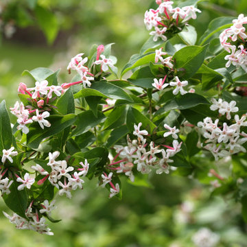 Abelia Sweet Emotion™ (Abelia mosenensis)