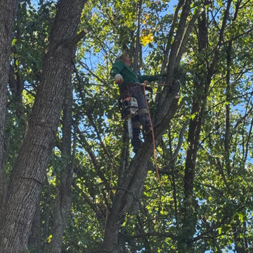 Professional Tree Climbing and Removal Work