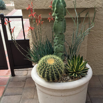 Southwestern Plants