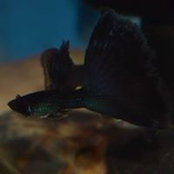 Foto von Guppies Malta